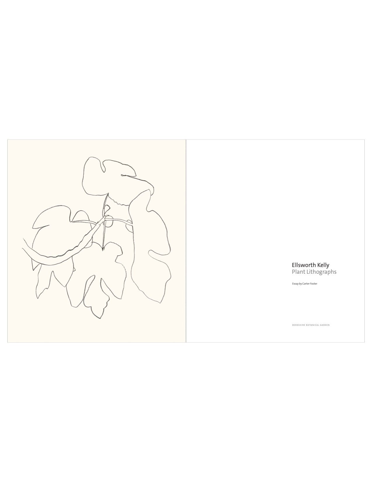 Ellsworth Kelly: Plant Lithographs | Berkshire Botanical Garden